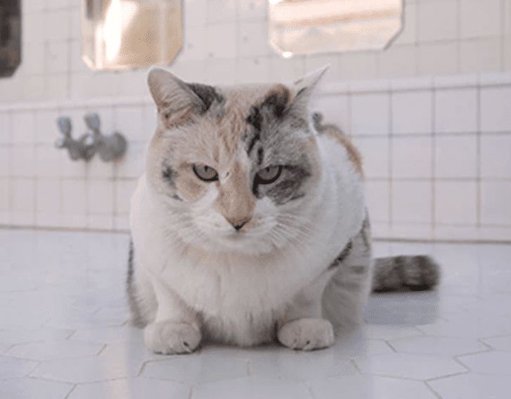 Amber the signboard cat